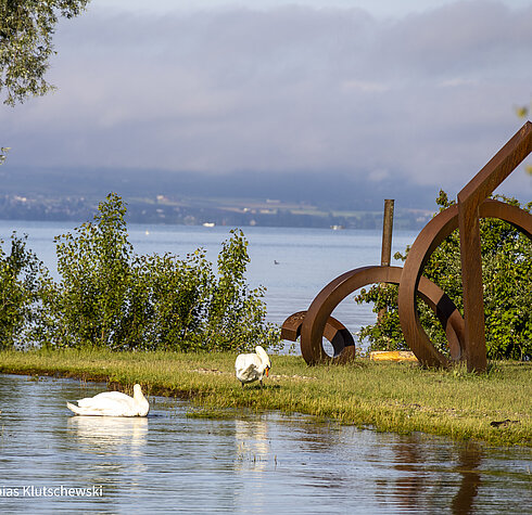 schwaene-bodensee-metallskulptur-friedrichshafen Zwei Schwäne am Ufer des Bodensees neben einer modernen Metallskulptur, mit Blick auf das Wasser.