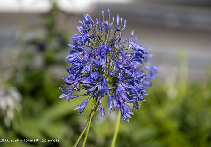 Nahaufnahme einer violett-blauen Blüte mit filigranen Blütenblättern vor einem unscharfen, grünen Hintergrund.